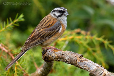 Rock Bunting (Emberiza cia)