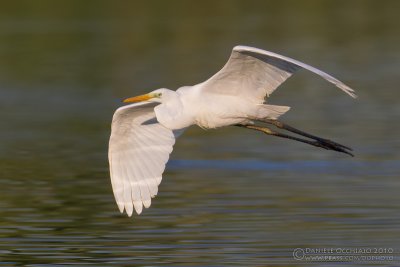 Great White Egret (Casmerodius albus)