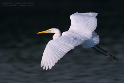 Great White Egret (Casmerodius albus)