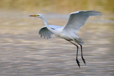 Great White Egret (Casmerodius albus)