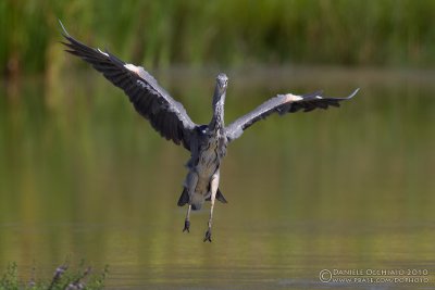 Grey Heron (Ardea cinerea)