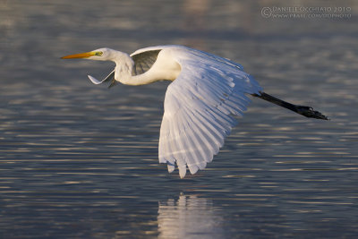 Great White Egret (Casmerodius albus)