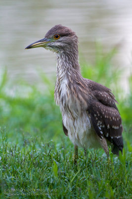 Night Heron (Nycticorax nycticorax)