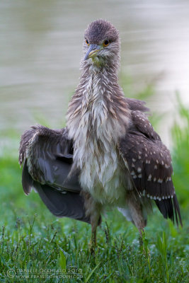 Night Heron (Nycticorax nycticorax)