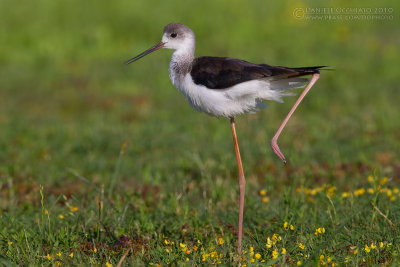 Black-winged Stilt (Himantopus himantopus)