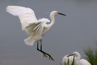 Little Egret (Egretta garzetta)