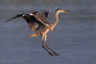 Grey Heron (Ardea cinerea)