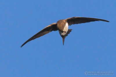 Alpine Swift (Apus melba)