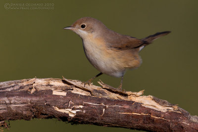 Moltoni's Warbler (Sylvia subalpina)