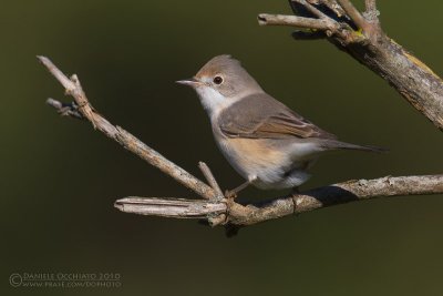 Moltoni's Warbler (Sylvia subalpina)