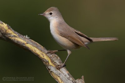 Moltoni's Warbler (Sylvia subalpina)