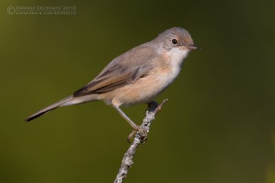 Moltoni's Warbler (Sylvia subalpina)