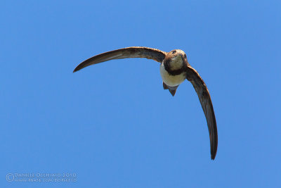 Alpine Swift (Apus melba)