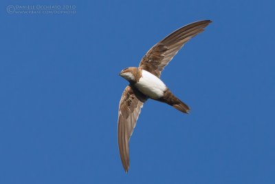 Alpine Swift (Apus melba)