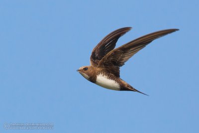 Alpine Swift (Apus melba)