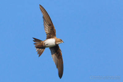 Alpine Swift (Apus melba)