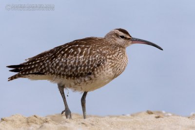 Whimbrel (Numenius phaeopus)