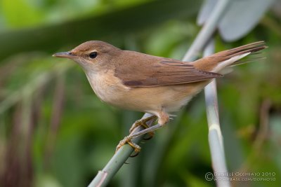 Reed Warbler (Acrocephalus scirpaceus)