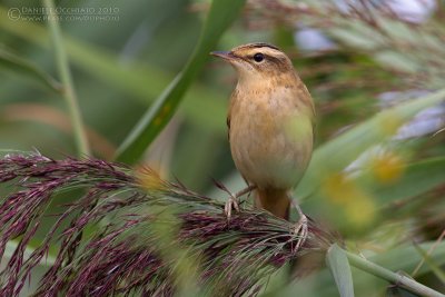 Sedge Warbler (Acrocephalus schoenobaenus)