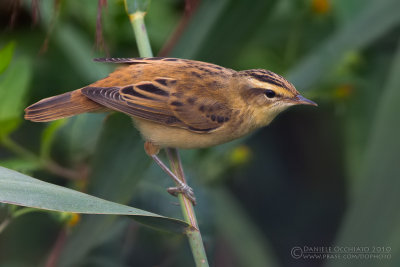 Sedge Warbler (Acrocephalus schoenobaenus)