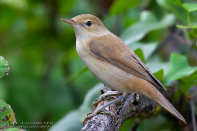 Reed Warbler (Acrocephalus scirpaceus)