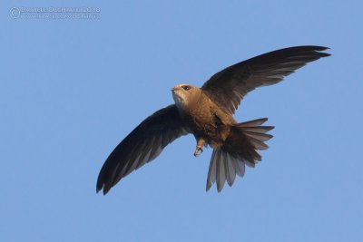 Pallid Swift (Apus pallidus ssp brehemorum)