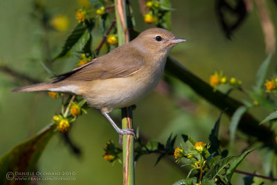 Garden Warbler (Sylvia borin)