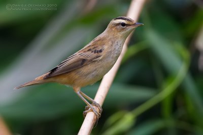 Sedge Warbler (Acrocephalus schoenobaenus)