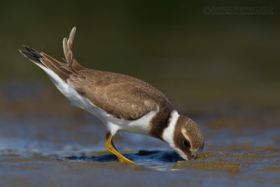 Common Ringed Plover (Charadrius hiaticula)