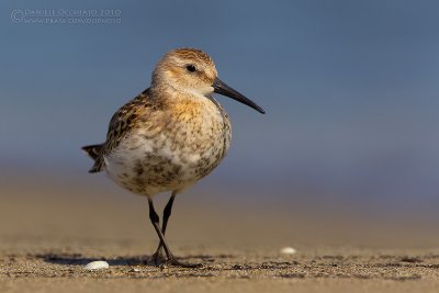 Dunlin (Calidris alpina)