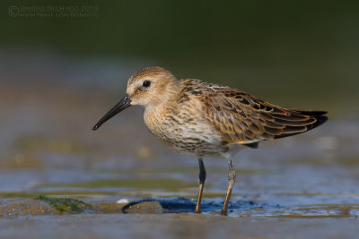 Dunlin (Calidris alpina)