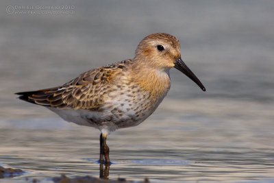 Dunlin (Calidris alpina)