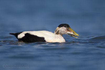 Eider (Somateria mollissima)