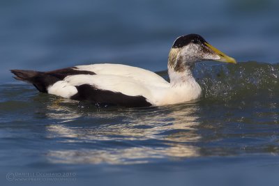 Eider (Somateria mollissima)