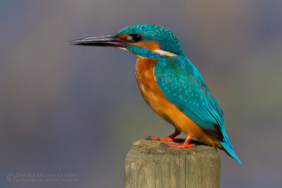 Kingfisher (Alcedo atthis)