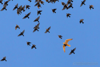Hobby (Falco subbuteo) and Common Starling (Sturnus vulgaris)