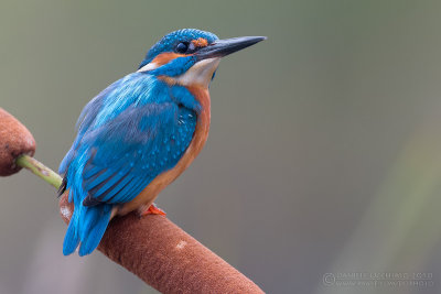 Kingfisher (Alcedo atthis)