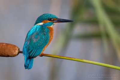 Kingfisher (Alcedo atthis)