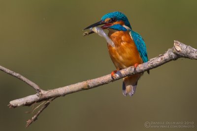 Kingfisher (Alcedo atthis)