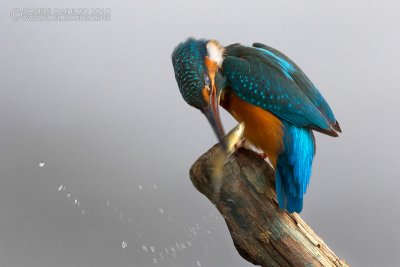 Kingfisher (Alcedo atthis)