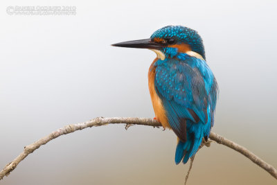 Kingfisher (Alcedo atthis)