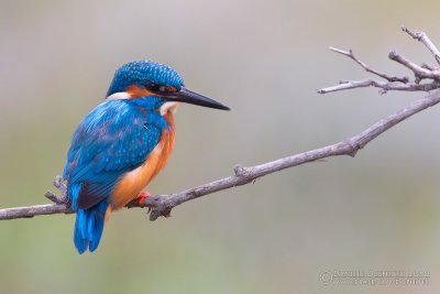 Kingfisher (Alcedo atthis)