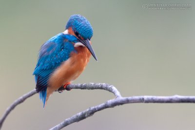 Kingfisher (Alcedo atthis)