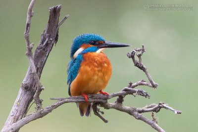 Kingfisher (Alcedo atthis)