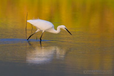 Little Egret (Egretta garzetta)