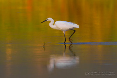 Little Egret (Egretta garzetta)