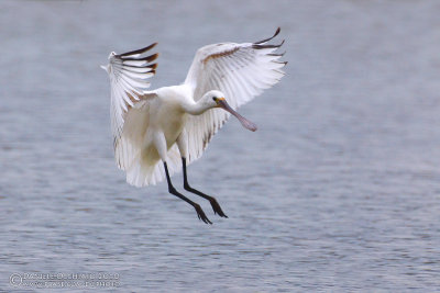 Spoonbill (Platalea leucorodia)