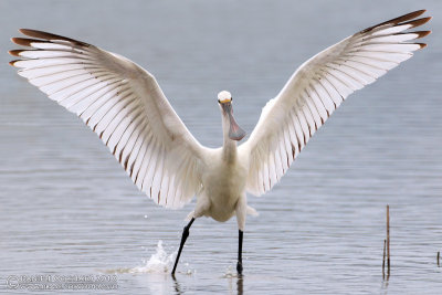 Spoonbill (Platalea leucorodia)