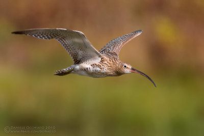 Eurasian Curlew (Numenius arquata)