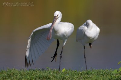 Spoonbill (Platalea leucorodia)